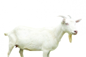 山羊
