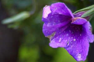 牵牛花 花 滴 宏观 紫色 4k壁纸 3840x2160