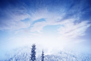 秋天森林雪景