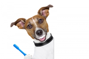 蓝色牙刷被宠物小狗拿着