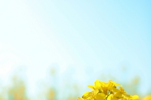 黄色油菜花大屏阳光