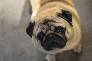  pug 狗 可爱 鸟瞰 4k壁纸 3840x2160
