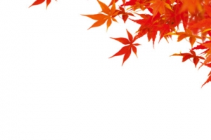 卡通枫叶枫树迎风飘