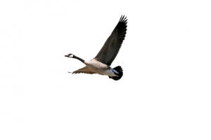 大雁南飞的素材