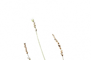 马鞭草免费下载