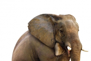 坐着的草原大象