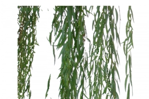 垂直柳絮特写高清PNG透明动植物设计素材免费下载