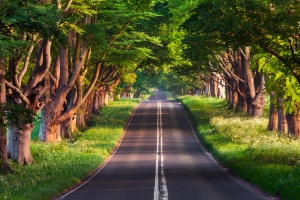 绿色森林公路车机护眼高清壁纸3200x2000 免费下载