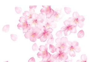 漂浮的樱花