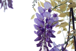 边上的紫藤花图片素材