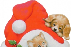 猫狗