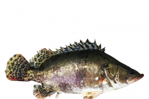 鳜鱼桂鱼新鲜桂鱼