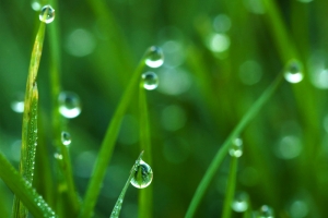 绿色简约风格白露节气海报