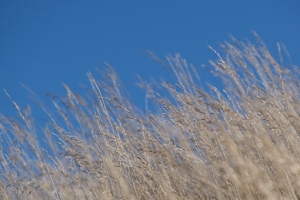 草 干燥 自然 模糊 天空 4k壁纸 3840x2160