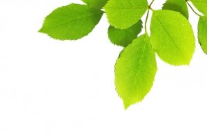 手绘春季树叶树枝