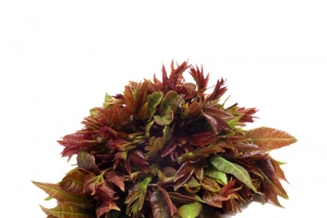 野生的香椿芽高清PNG透明图片-免费动植物设计素材下载