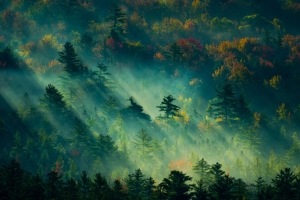 阳光树林森林护眼车机高清壁纸 3K横屏3200x2000平板笔记本便携设备免费下载