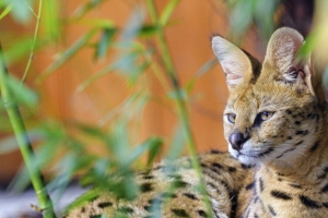  serval 大猫 动物 野生动物 4k壁纸 3840x2160