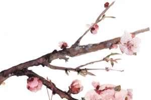 古风走起花瓣白色花瓣
