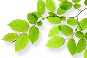 绿叶春天薄荷叶装饰