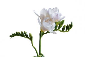 装在花瓶的花