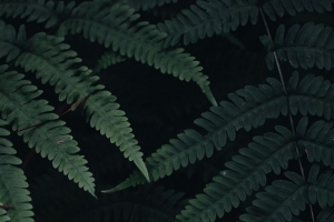 蕨类植物 叶子 植物 绿色 深色 4k壁纸 3840x2160