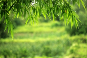 风景 竹 竹叶 5k高清壁纸