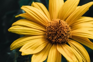 花 植物 花瓣 微距 黄色 4k壁纸 3840x2160