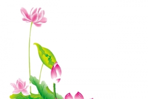 荷花 莲花 彩色