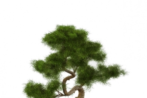 一个盆景迎客松