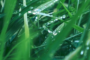 草 植物 滴 宏观 绿色 4k壁纸 3840x2160