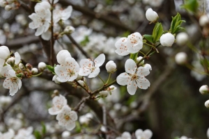 樱桃 花 花瓣 芽 树枝 模糊 白色 4k壁纸 3840x2160