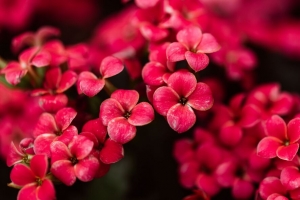 卡兰乔 花 花瓣 粉红色 4k壁纸 3840x2160