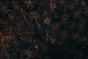 棵树 棕榈树 森林 4k壁纸 3840x2160