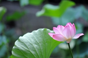 绿色粉红色荷花4K壁纸