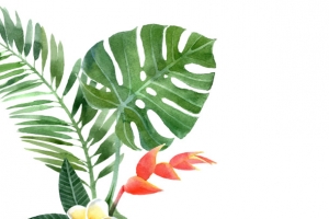手绘白花绿叶