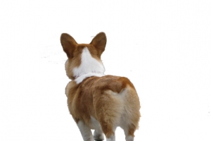 可爱狗狗背影PNG