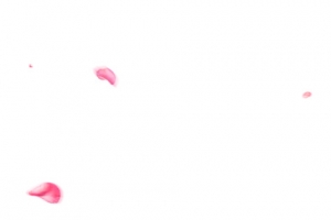 粉红花瓣漂浮装饰飞扬模糊效果
