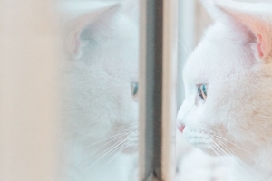 猫 白色 窗户 一瞥 反射 4k壁纸 3840x2160