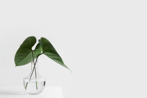 玻璃瓶绿色植物4K背景图片