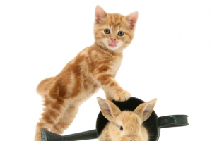 猫咪玩耍