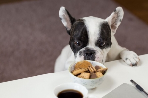 斗牛犬 饼干 外观 食欲 4k壁纸 3840x2160