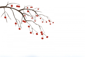 下雪中的柿子树，一点点红