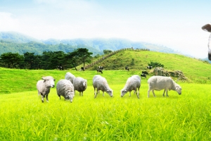 山羊农场放牧背景