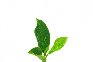 绿植茶叶素材