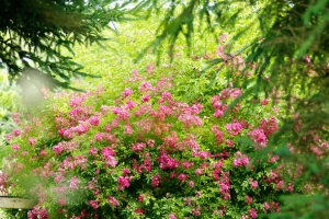 粉色花园两把座椅