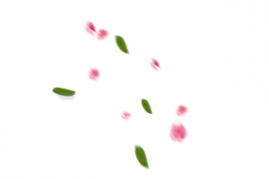 花瓣树叶