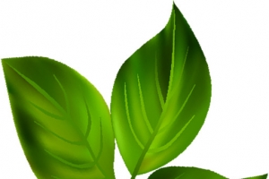 手绘海报绿色植物树叶