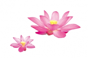 荷花，莲花，花，手绘