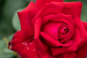 玫瑰 花瓣 红色 水滴 雨 模糊 4k壁纸 3840x2160